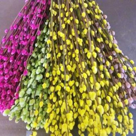 Ram Salix el Gat Colors 20 tiges