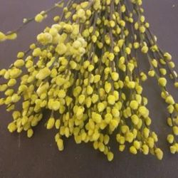 Ram Salix el Gat Colors 20 tiges