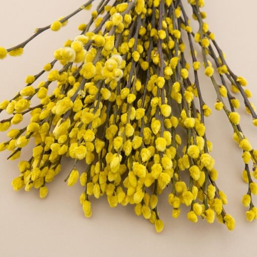 Ramo Salix el Gato Colores 20 tallos