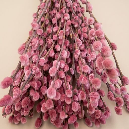 Ramo Salix el Gato Colores 20 tallos