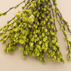 Ramo Salix el Gato Colores 20 tallos