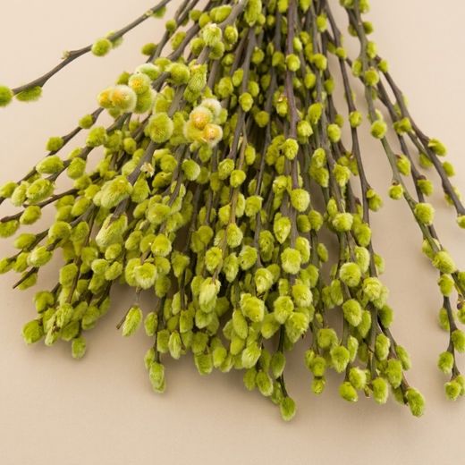 Ramo Salix el Gato Colores 20 tallos
