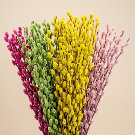 Bouquet Salix le Chat Couleurs 20 tiges