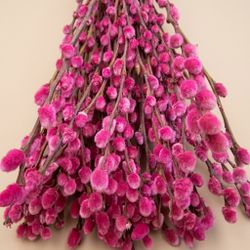 Ramo Salix el Gato Colores 20 tallos