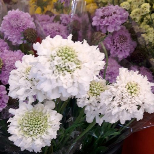 Ramo Scabiosa