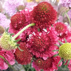 Ramo Scabiosa