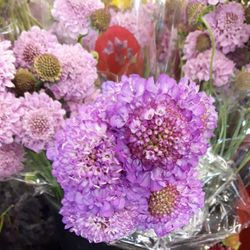 Ramo Scabiosa