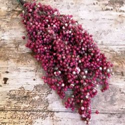 Ram Schinus Molle Sec