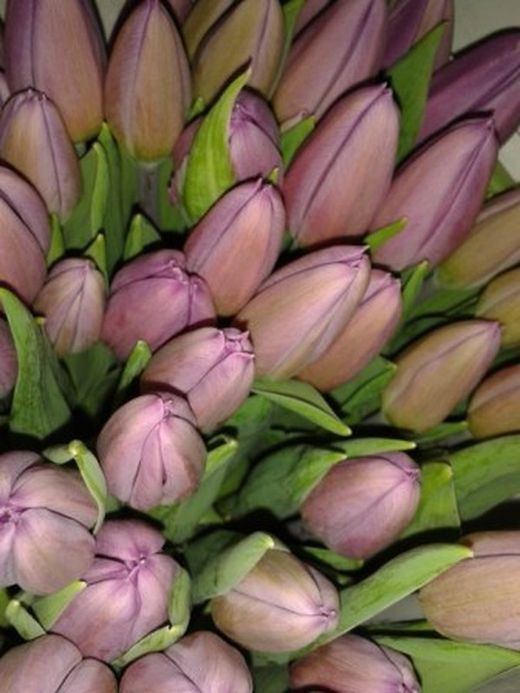 Ramo Tulipanes Primaverales