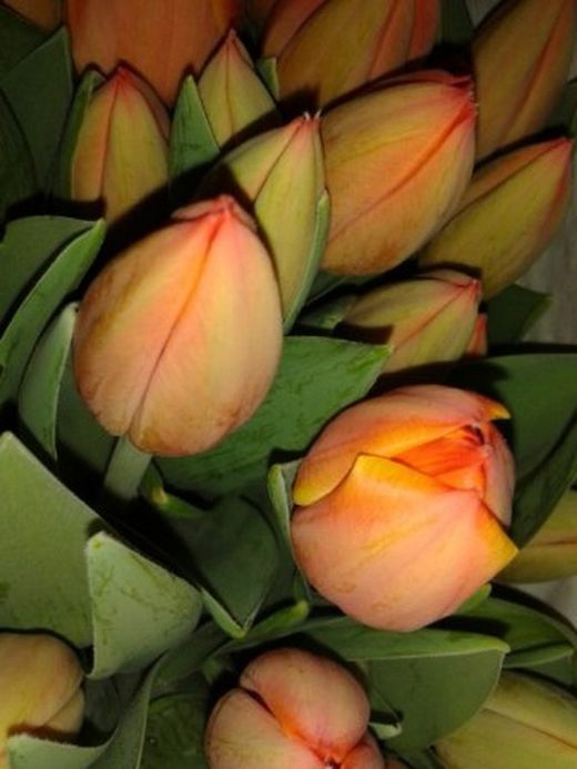 Ramo Tulipanes Primaverales