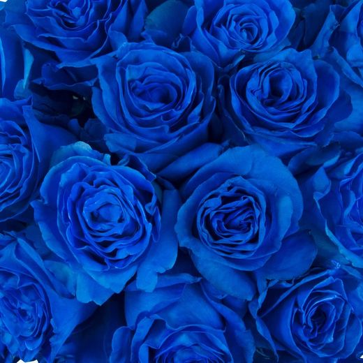 Ramos de 12 Rosas para regalar