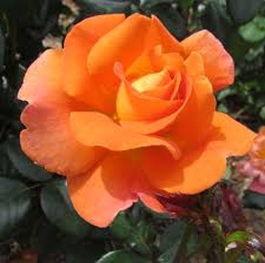 Bouquets de 24 roses à offrir