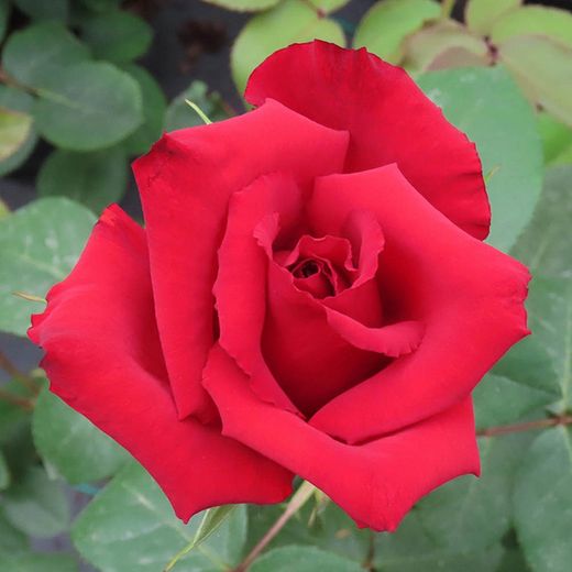 Bouquets de 24 roses à offrir