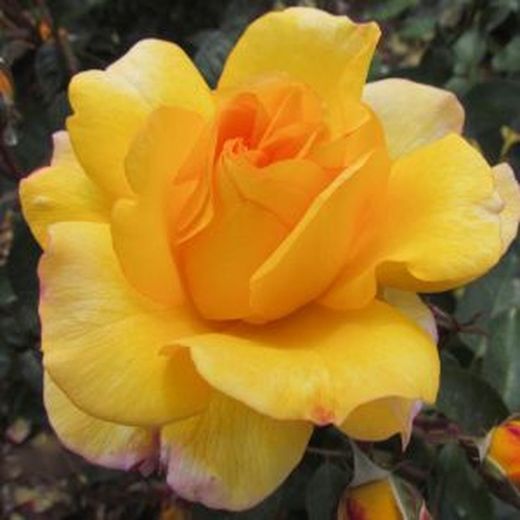 Bouquets de 24 roses à offrir