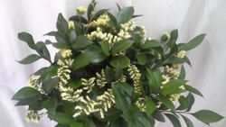 Ramos de Flor Perpetua