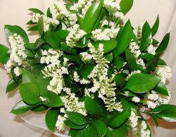 Ramos de Flor Perpetua