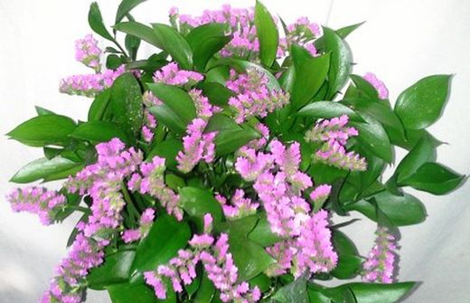 Ramos de Flor Perpetua