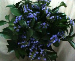 Ramos de Flor Perpetua