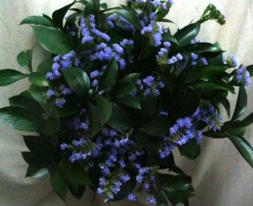 Ramos de Flor Perpetua