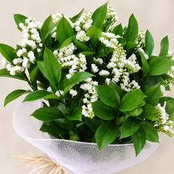 Ramos de Flor Perpetua