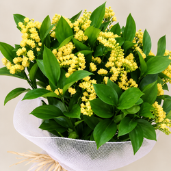 Ramos de Flor Perpetua