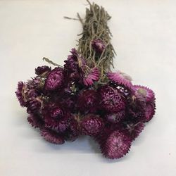 Rams de Helichrysum (Flor de Paper)