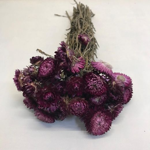 Rams de Helichrysum (Flor de Paper)