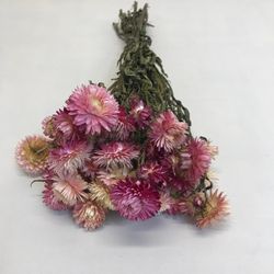 Rams de Helichrysum (Flor de Paper)