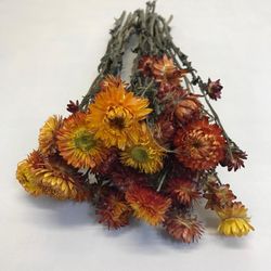 Rams de Helichrysum (Flor de Paper)