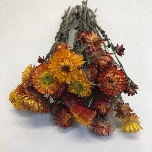 Rams de Helichrysum (Flor de Paper)