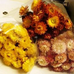 Rams de Helichrysum (Flor de Paper)