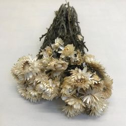 Rams de Helichrysum (Flor de Paper)