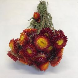 Rams de Helichrysum (Flor de Paper)