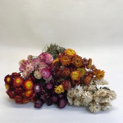 Rams de Helichrysum (Flor de Paper)