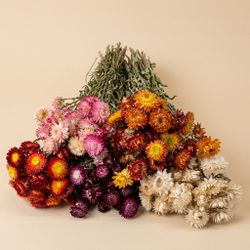 Ramos de Helichrysum (Flor de Papel)