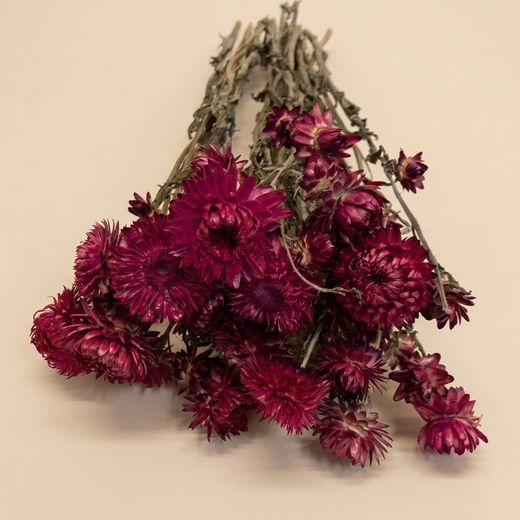 Ramos de Helichrysum (Flor de Papel)