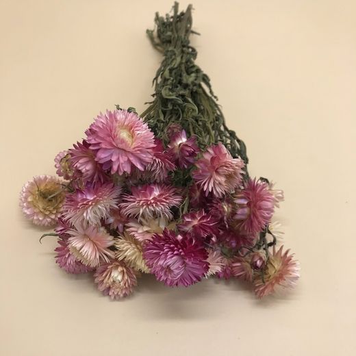 Ramos de Helichrysum (Flor de Papel)