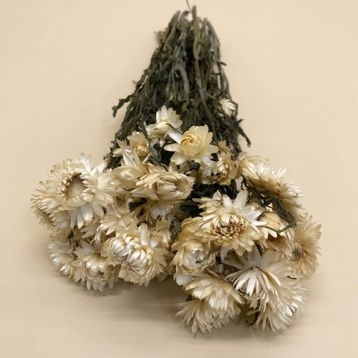 Ramos de Helichrysum (Flor de Papel)