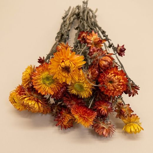 Ramos de Helichrysum (Flor de Papel)