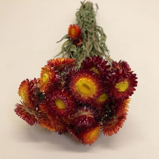 Ramos de Helichrysum (Flor de Papel)