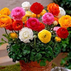 Ranunculos, Francesillas Caja 8 uds.
