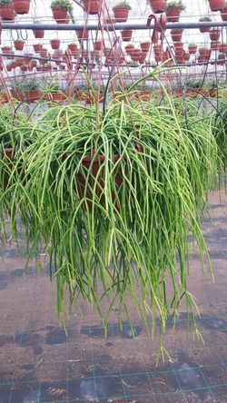 Rhipsalis Baccifera Shaferi