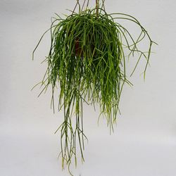 Rhipsalis Baccifera Shaferi
