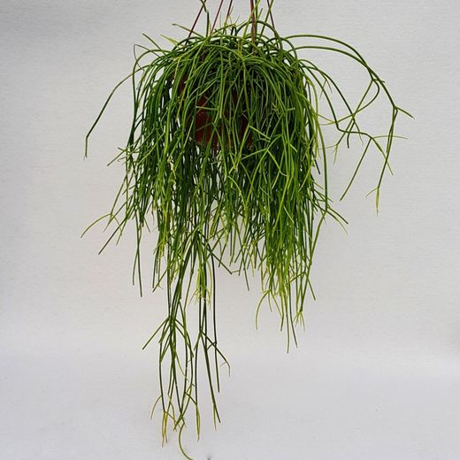 Rhipsalis Baccifera Shaferi