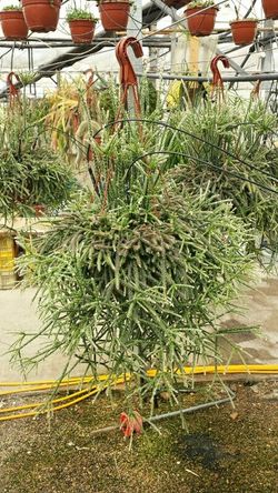 Rhipsalis Cereuscula