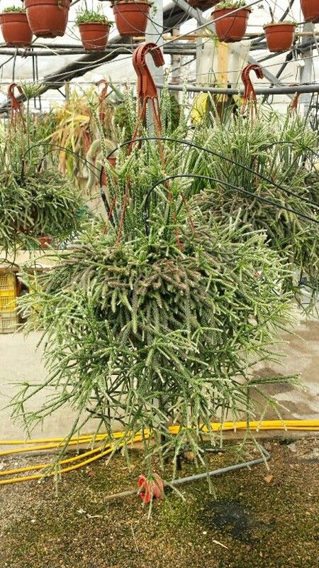 Rhipsalis Cereuscula
