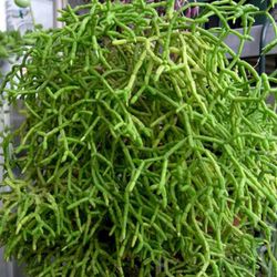 Rhipsalis Cereuscula