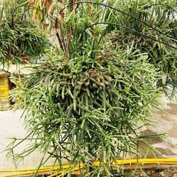 Rhipsalis Cereuscula
