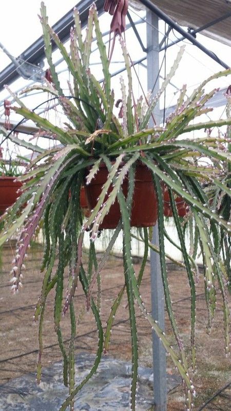 Rhipsalis Cruciformis Monstruosa