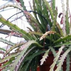 Rhipsalis Cruciformis Monstruosa